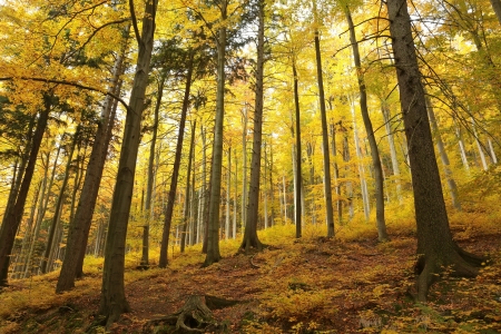 Autumn landscape of mixed forest in the morning