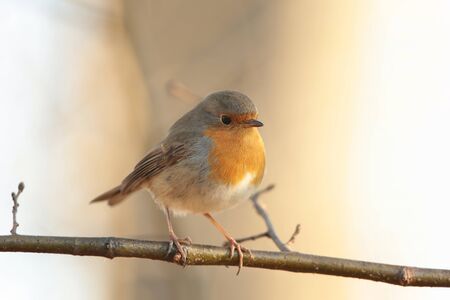 European Robin on a twig at dawnの写真素材