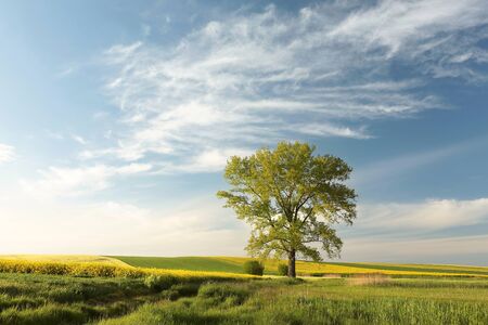 Spring landscape before duskの写真素材