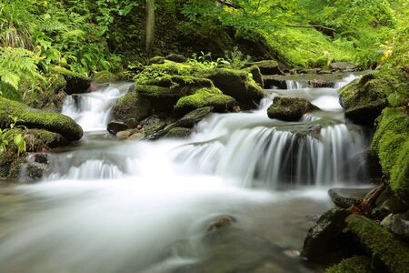 Forest stream surrounded by spring vegetationの写真素材