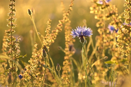 Cornflower in the field backlit by the setting sunの写真素材