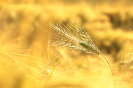 Ear of wheat in the field backlit by the morning sunの写真素材