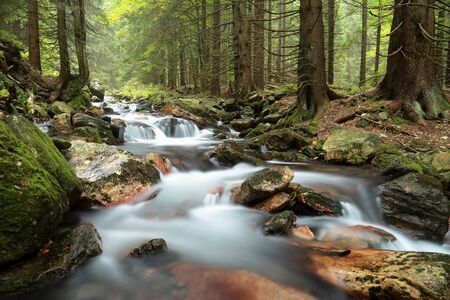 Forest stream in the valley flowing from the mountainsの写真素材