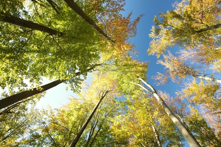 Autumn beech trees on a cloudless morning