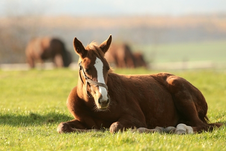 Pony in the meadow on a sunny autumn dayの写真素材