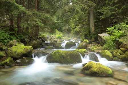 Forest stream flowing from the mountains