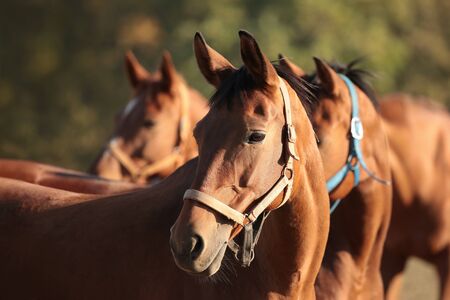 Horses in the meadow looking at the other horsesの写真素材