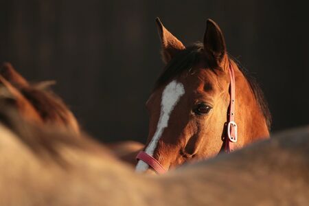 Horse at dusk, December, Polandの写真素材