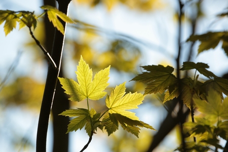 Spring leaves against the sky
