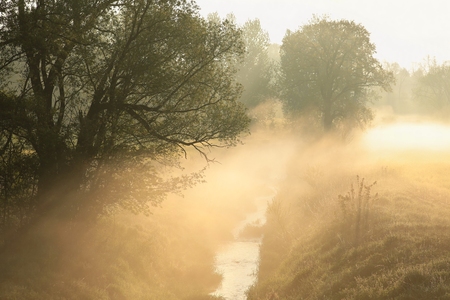 Willow tree next to the river in the May morningの写真素材