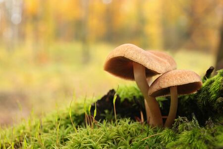Mushrooms on an old tree covered with mossの写真素材