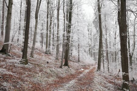 Forest path in winter sceneryの写真素材