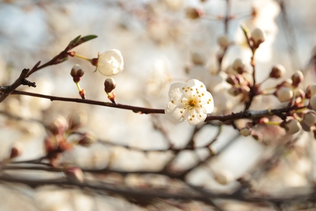 Spring flowers blooming on a tree