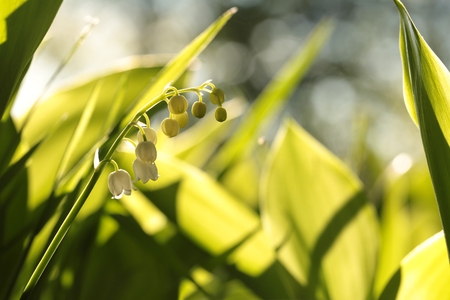 Lily of the valley in the forest