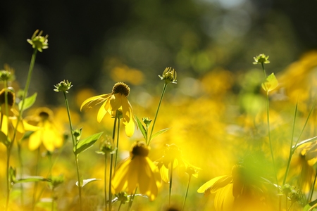 Cutleaf Coneflower (Rudbeckia laciniata)の写真素材
