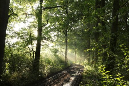 Rural road through a misty deciduous forestの写真素材