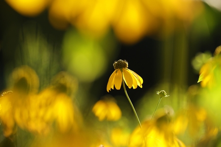 Cutleaf Coneflower (Rudbeckia laciniata)の写真素材