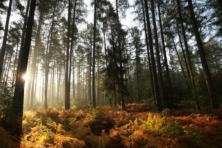 Coniferous forest on a foggy autumn morningの写真素材