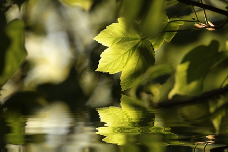 Spring maple leaf in the forestの写真素材