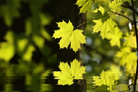 Spring maple leaf in the forestの写真素材