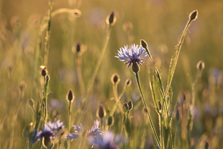 Cornflower in the field at duskの写真素材
