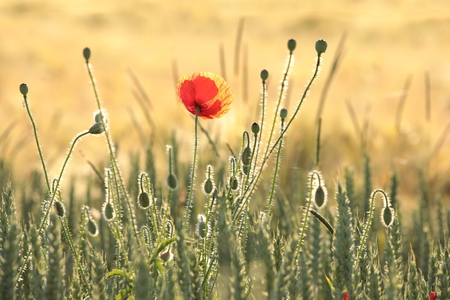 Poppy in the field at dawnの写真素材