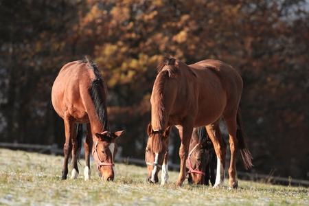Grazing horses in late autumnの写真素材