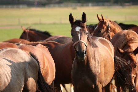 Horses in the pasture, Polandの写真素材