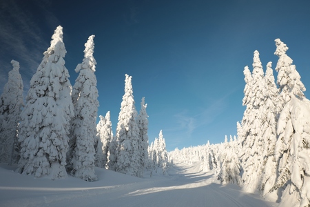 Trail leading to the top of the mountain in a winter sceneryの写真素材