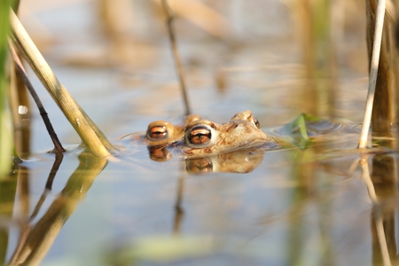 Frog in a pond during mating season on a sunny spring morningの写真素材