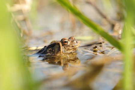 Frog in a pond during mating season on a sunny spring morningの写真素材