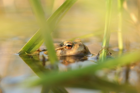 Frog in a pond during mating season on a sunny spring morningの写真素材