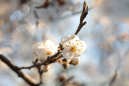 Spring flowers blooming on a treeの写真素材