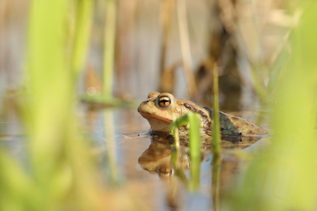Frog in a pond during mating season on a sunny spring morning