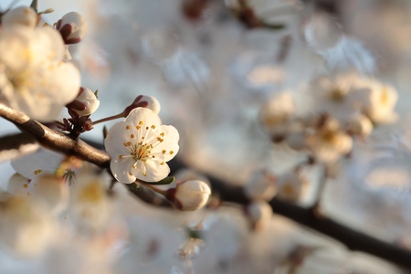 Spring flowers blooming on a treeの写真素材