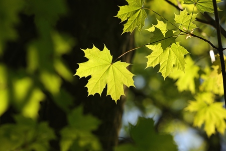 Spring maple leaf in the forest