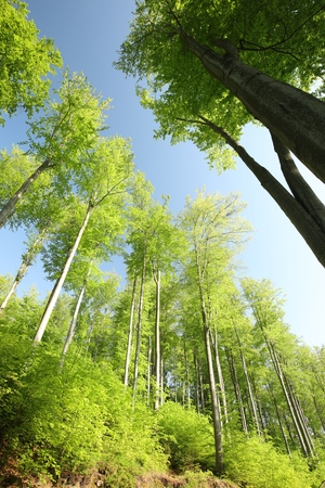 Spring beech forest in the sunshineの写真素材