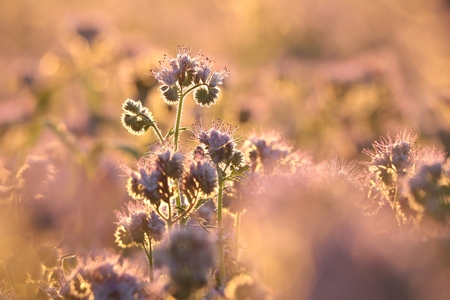 Lacy phacelia - Phacelia tanacetifolia during sunriseの写真素材