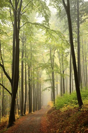 Mountain trail through the autumn beech forest in foggy weatherの写真素材