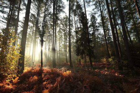 Larch trees in the autumn forest in foggy weather during sunriseの写真素材