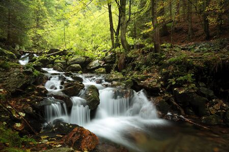 Forest stream flowing down from the mountainの写真素材