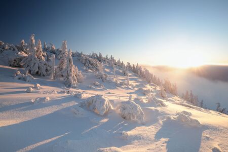 Spruce trees covered with snow on the mountain top at sunsetの写真素材