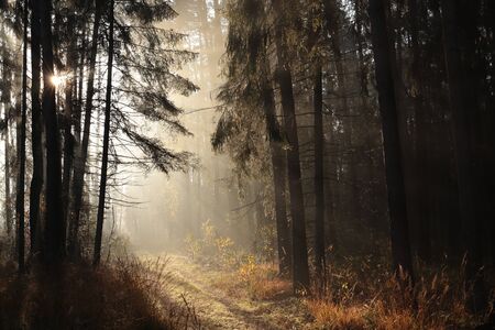 Sunrise in a misty coniferous forestの写真素材