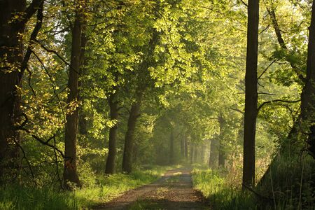 Sun rays illuminate spring oak leaves along a country roadの写真素材