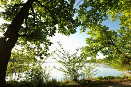 Spring oaks on the lake shore highlighted by the rising sunの写真素材