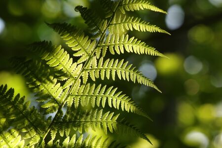 Close-up of Fern in the forestの写真素材