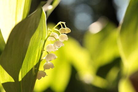 Lily of the valley in the forestの写真素材