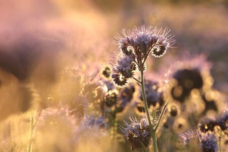 Lacy phacelia - Phacelia tanacetifolia during sunriseの写真素材