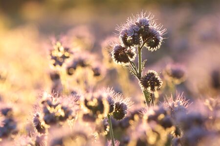 Lacy phacelia - Phacelia tanacetifolia during sunriseの写真素材