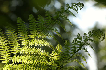 Close-up of Fern in the forestの写真素材